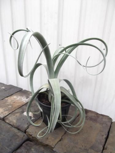 楽天市場】観葉植物：チランジア エアープランツ カーリースリム