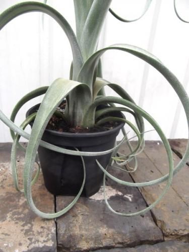 チランジア・カーリースリム 4号 - 植物と暮らす m-plant