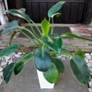 �ե����ǥ�ɥ��󡦥��åץ롡����