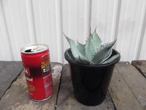 アガベ・パーリー・ホーチューエンシス 3.5号 - 植物と暮らす m アガベ・パーリー・ホーチューエンシス 3.5号 - 植物と暮らす m