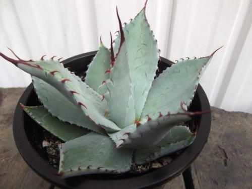 アガベパリー ホーチエンシス 3苗 抜き苗 アガベ 姫吉祥天 パリー