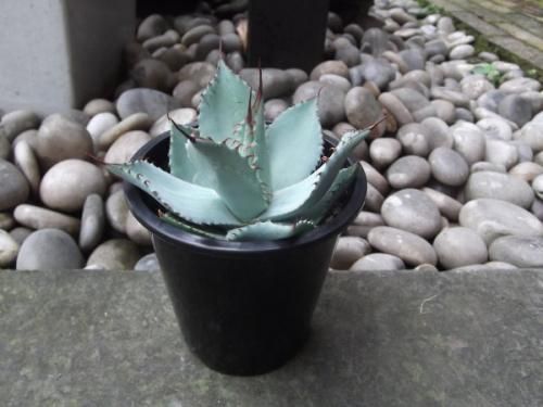 アガベパリー　ホーチエンシス　3苗 抜き苗 鹿嶋市産 実生アガベ・パリー ホーチエンシス(吉祥天)5号鉢