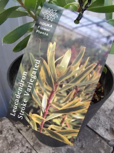 リューカデンドロン・ストローク 5号 - 植物と暮らす m-plant