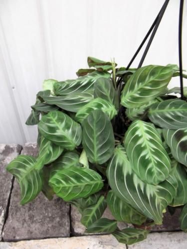 マランタ・キャットマスターシュ 吊り 5号 - 植物と暮らす m-plant