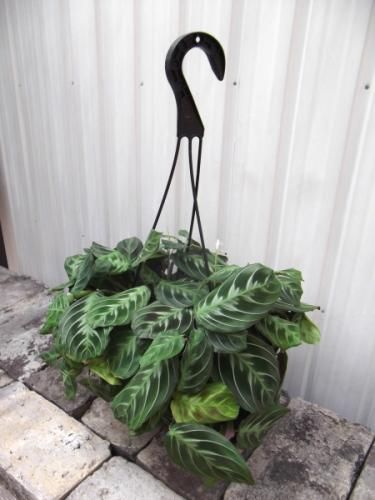 マランタ・キャットマスターシュ 吊り 5号 - 植物と暮らす m-plant