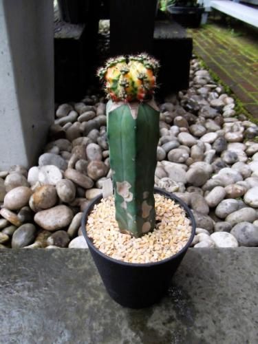 サボテン・ヒボタンニシキ(接ぎ木)4号 - 植物と暮らす m-plant サボテン・ヒボタンニシキ(接ぎ木)4号 - 植物と暮らす m-plant
