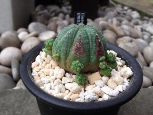 仔吹きシンメトリカ 3号 - 植物と暮らす m-plant