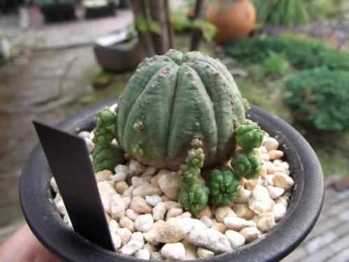 仔吹きシンメトリカ 3号 - 植物と暮らす m-plant