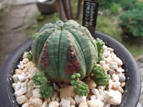 仔吹きシンメトリカ 3号 - 植物と暮らす m-plant