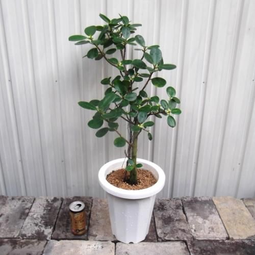 パンダガジュマル 7号 - 植物と暮らす m-plant