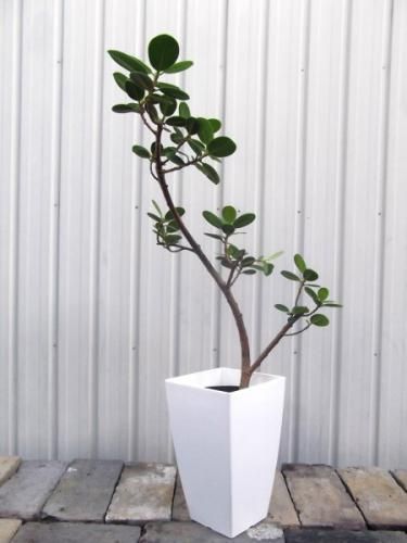 パンダガジュマル 7号 - 植物と暮らす m-plant