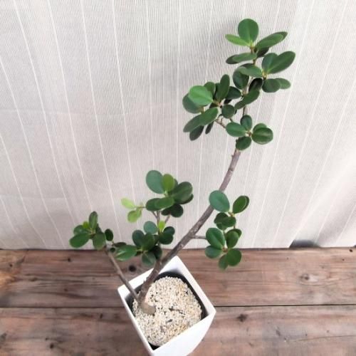 パンダガジュマル 7号 - 植物と暮らす m-plant