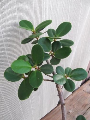 パンダガジュマル 7号 - 植物と暮らす m-plant
