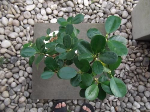 研究用7年目◽️パンダガジュマル◽️実生 実生◽️パンダガジュマル◽️研究用7年目 観葉植物