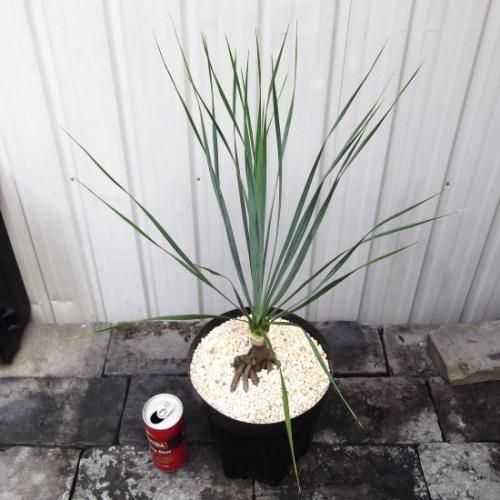 ユッカ・ロストラータ 幹上がり 6号 - 植物と暮らす m-plant