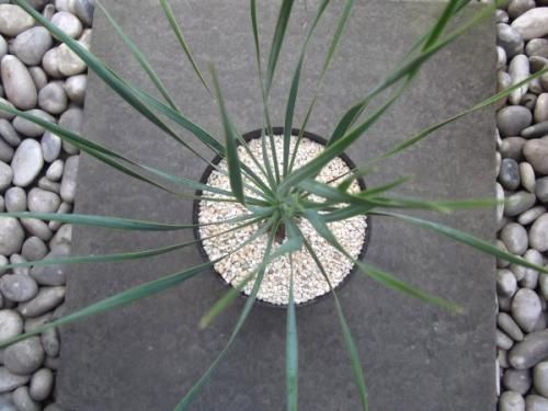 ユッカ・ロストラータ 幹上がり 6号 - 植物と暮らす m-plant