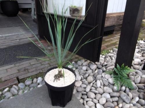 ユッカ　ロストラータ　幹上がり　④ ユッカ ロストラータ 004【幹立ち】 Yucca Rostrata | Sunny Branch