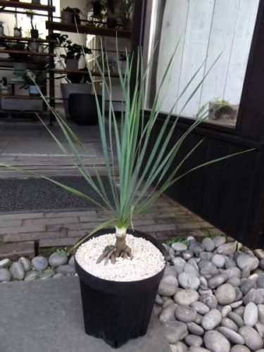 ユッカ・ロストラータ 幹上がり 6号 - 植物と暮らす m-plant