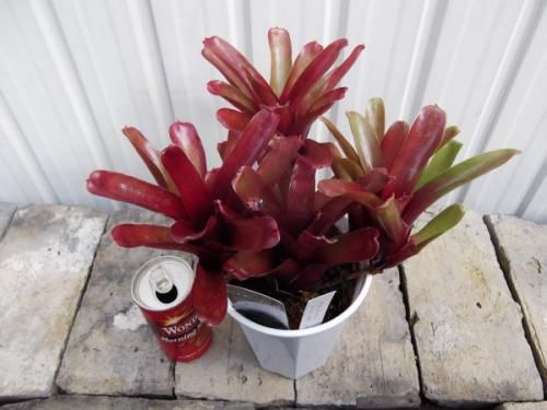 ネオレゲリア・レッド オブ リオ 4号 - 植物と暮らす m-plant