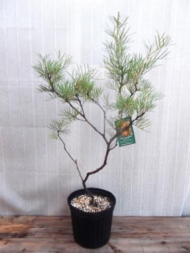 グレビレアキンギスレインボー　7号 園芸ネット本店｜グレビレア：キングスレインボー7号ポット の通販【公式】