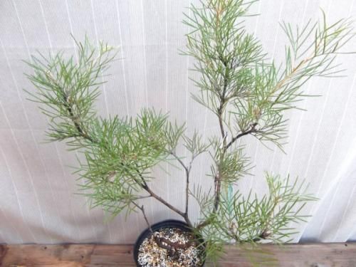 グレビレア・キングス レインボー 7号 - 植物と暮らす m-plant