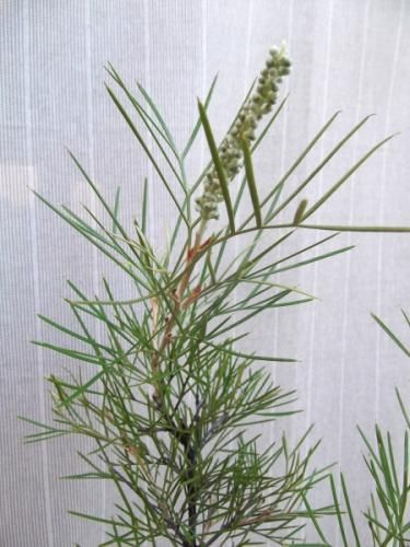 グレビレア・キングス レインボー 7号 - 植物と暮らす m-plant