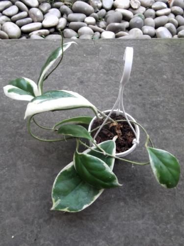 ホヤ ポリネウラ Hoya polyneura ホヤ植物 植物 珍奇植物 珍奇