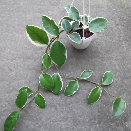 ホヤ・インクラサータ・アルボマルジナータ 吊り 3号 - 植物と