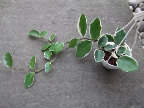 ホヤ・インクラサータ・アルボマルジナータ 吊り 3号 - 植物と暮らす