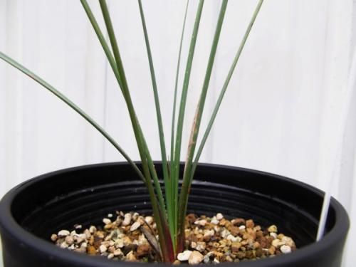 ダシリリオン・テキサナム 3.5号 - 植物と暮らす m-plant