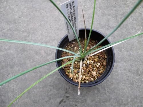 ダシリリオン・テキサナム 3.5号 - 植物と暮らす m-plant