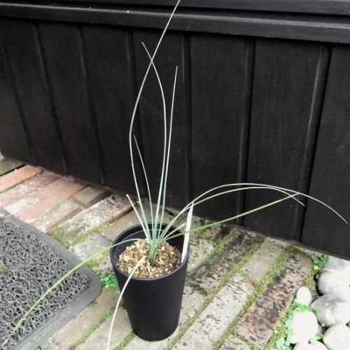 ダシリリオン・テキサナム 3.5号 - 植物と暮らす m-plant