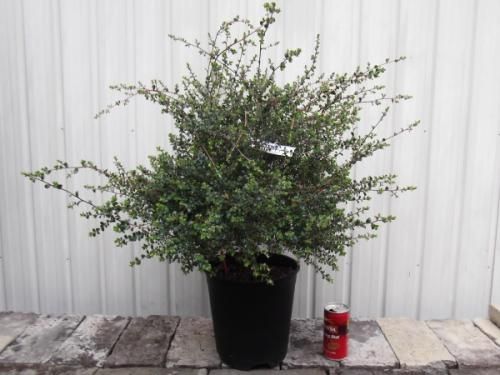 秋風に揺れる❤︎レプトスペルマムのリーフでまとめた寄せ植え レプト