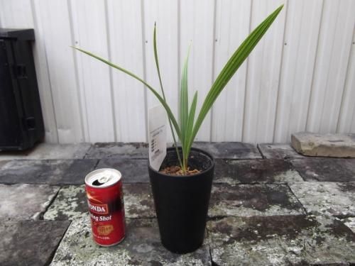 チャメロプス・フミリス・セリフェラ 3.5号 - 植物と暮らす m-plant