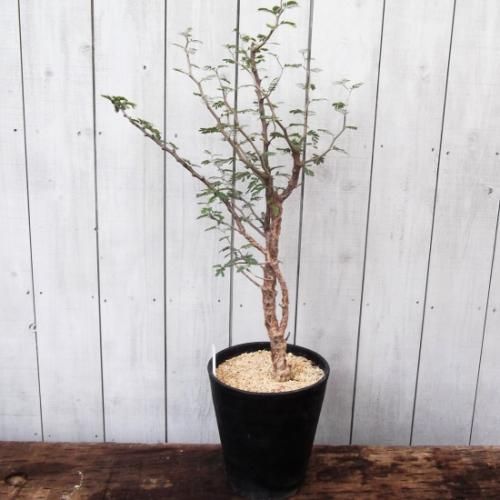 センナ・メリディオナリス 7号 - 植物と暮らす m-plant