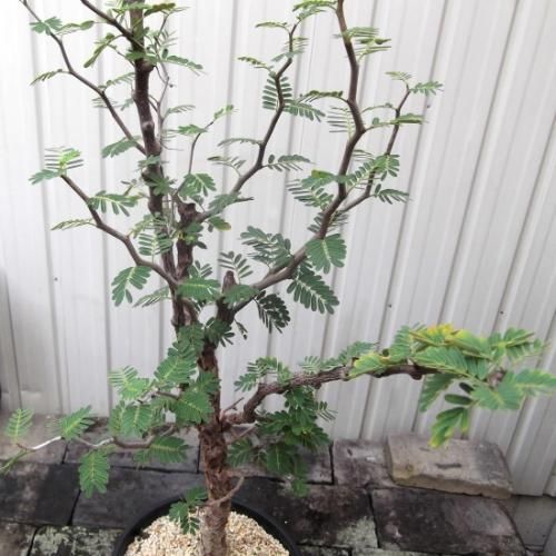 センナ・メリディオナリス 7号 - 植物と暮らす m-plant