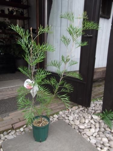グレビレア・スパーブ 5号 - 植物と暮らす m-plant