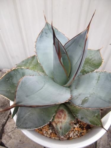 値下げ！アガベ⭐︎チタノタ　ホワイトアイス　6寸 アガベ チタノタ ホワイトアイス | mana's farm:塊根植物・アガベ