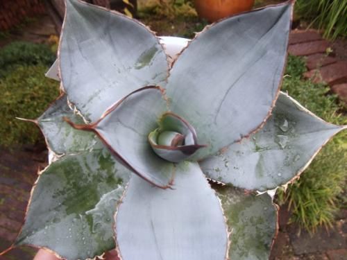 アガベ・チタノタ・ホワイトアイス・スムースエッジ 6号 - 植物と