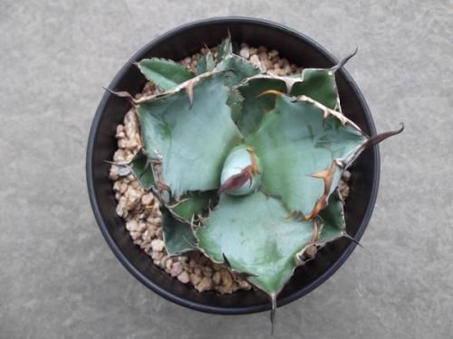 アガベ・チタノタ・藍鯨ブルーホワイト 4号 - 植物と暮らす m-plant アガベ・チタノタ・藍鯨ブルーホワイト 4号 - 植物と暮らす m-plant