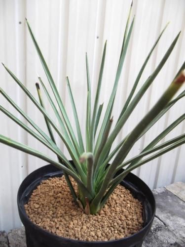 ユッカ・ブレビフォリア 7号 - 植物と暮らす m-plant