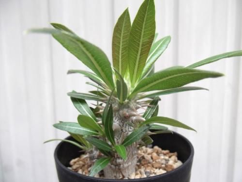 パキポディウム・グラキリス×ホロンベンセ 2.5号 - 植物と暮らす