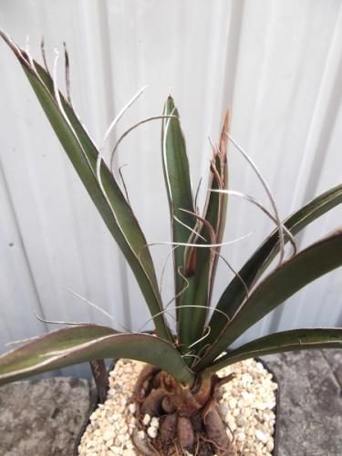 ユッカ・カルネロサーナ 4号根上がり - 植物と暮らす m-plant ユッカ・カルネロサーナ 4号根上がり - 植物と暮らす m-plant
