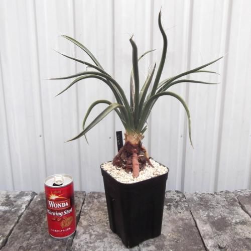 #54 ユッカフィリフェラ （Yucca Filifera） 発根済 Amazon.co.jp: 極太 1m36cm ユッカ フィリフェラ 耐寒性ー15