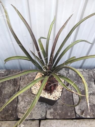 ユッカ・フィリフェラ 4号根上がり - 植物と暮らす m-plant