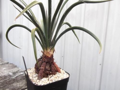 ユッカ・フィリフェラ 4号根上がり - 植物と暮らす m-plant