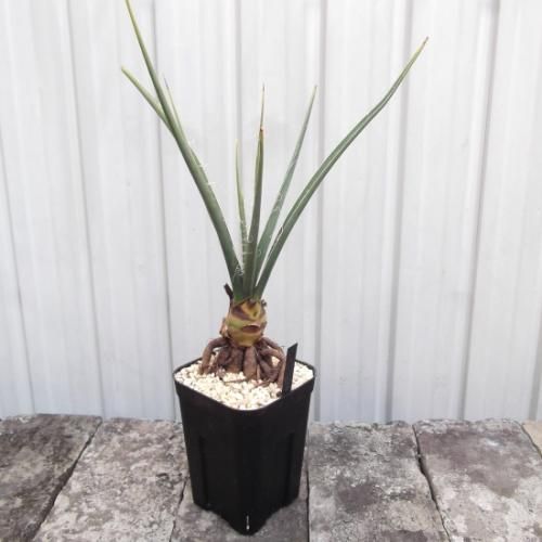 ヘスペラロエ・イエローサン 4号根上がり - 植物と暮らす m-plant