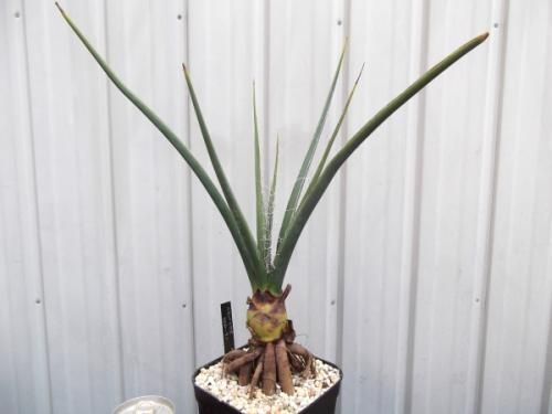 ヘスペラロエ・イエローサン 4号根上がり - 植物と暮らす m-plant