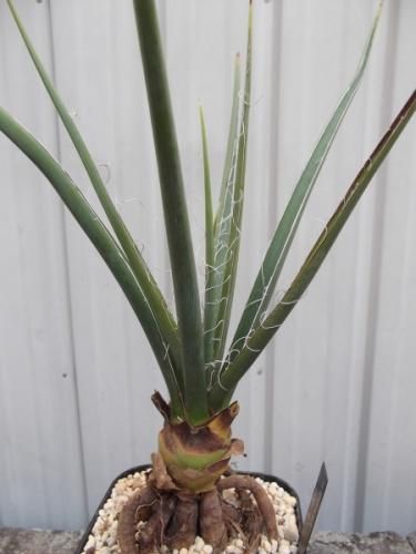 ヘスペラロエ・イエローサン 4号根上がり - 植物と暮らす m-plant