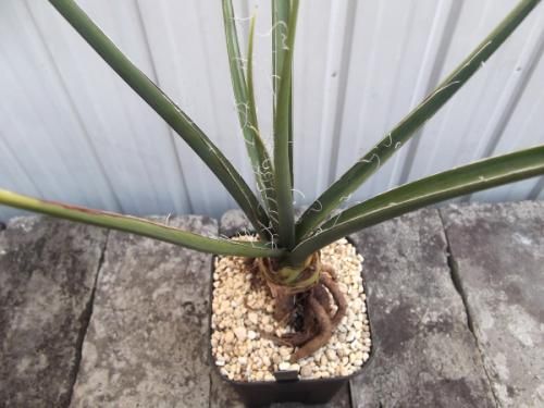 ヘスペラロエ・イエローサン 4号根上がり - 植物と暮らす m-plant